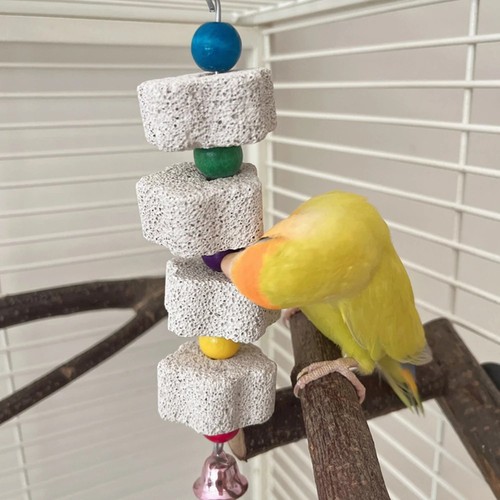 Bird chewing toy parrot - bird,