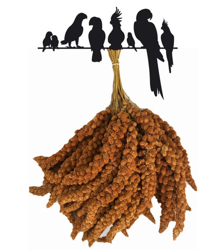 Premium red millet spray - red,