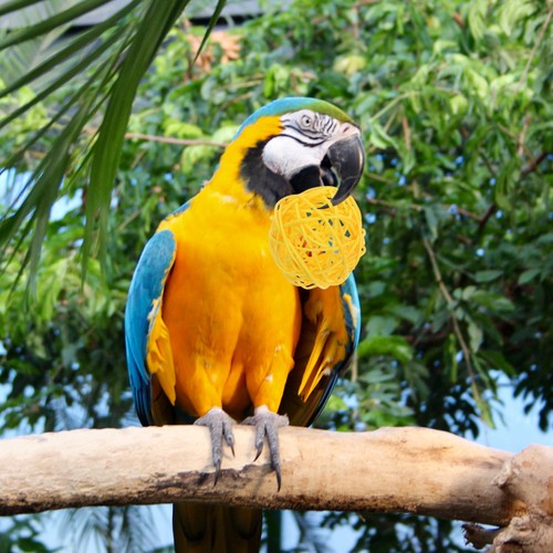 20pcs rattan parrot - 20pcs,