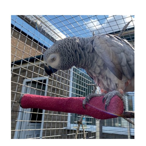 Parrot supplies sanded nail - parrot-supplies,