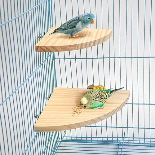 Bird small pet wooden - bird,