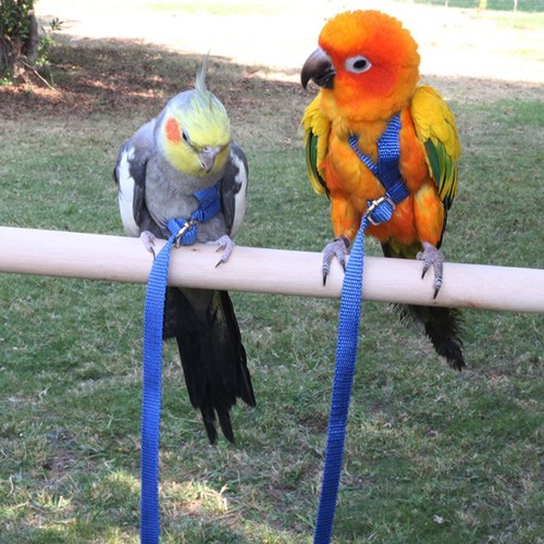 Parrot bird harness adjustable - parrot,