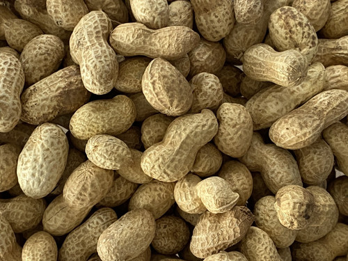 Monkey nuts peanuts shells - monkey,