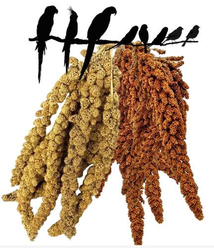 Premium yellow red millet - |,