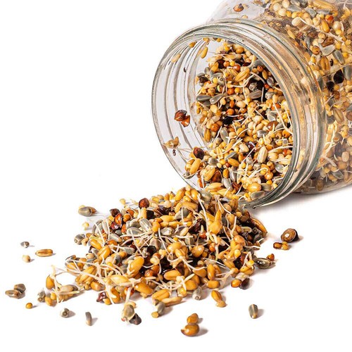Healthy parrot food quick - parrot,
