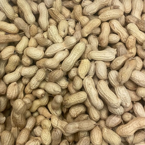 Monkey nuts nut - monkey,