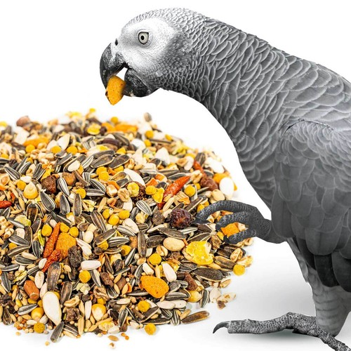 Parrot essentials african - essentials, grey