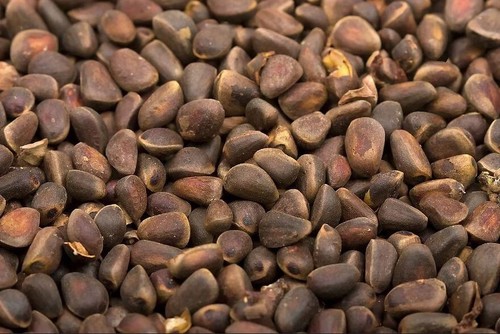 Cedar nuts grade premium - cedar,