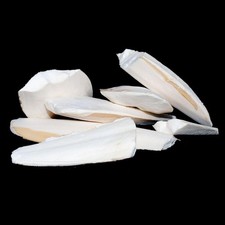 Premium Cuttlefish Pieces for