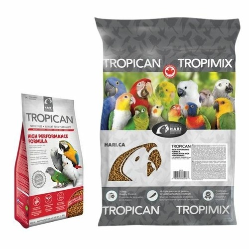 Hari tropican parrot - tropican, high