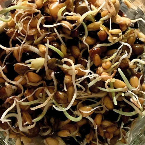 Sprouting soaking mix - sprouting/soaking, for