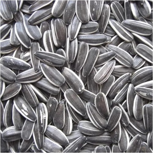 Premium striped sunflower - premium,