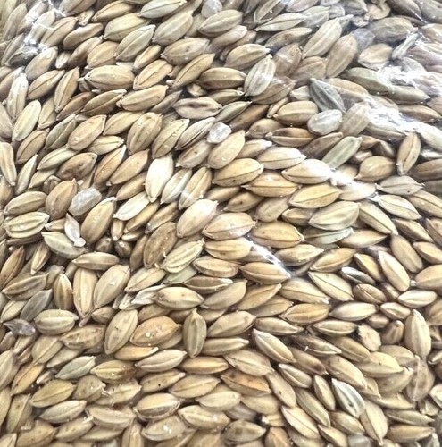 Paddy rice bird - paddy, food