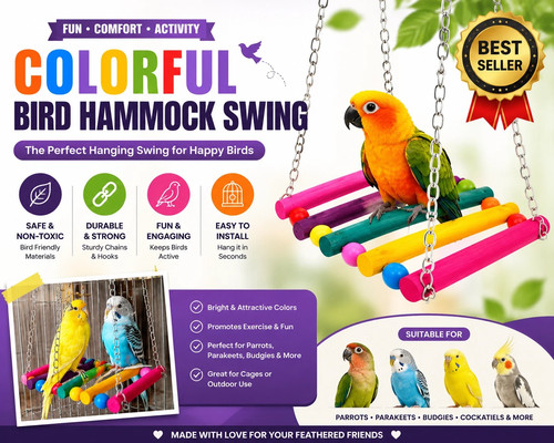 Pet bird parrot - pet, parakeet