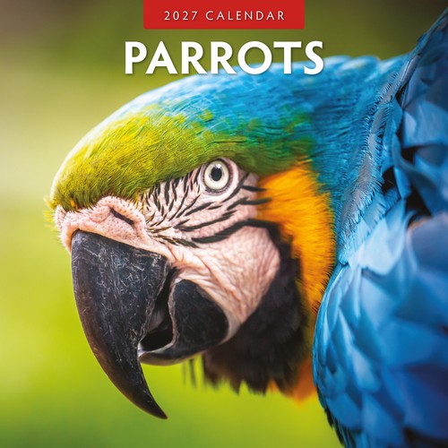 Parrots 2027 square - square, wall